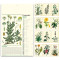 Calendario Olandese Erboristeria 2027